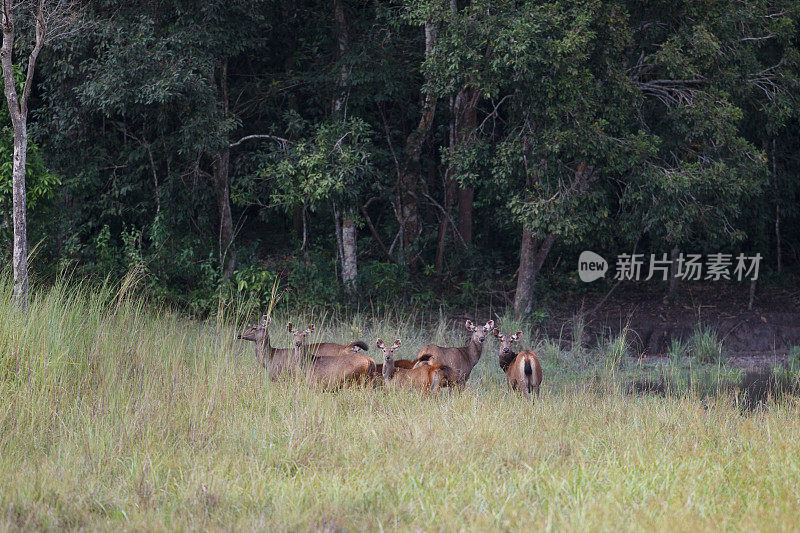 动物:一群棕色鹿角鹿，也被称为坡鹿，或thamin (Rucervus eldii或Panolia eldii)。